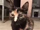 Gato raça sem raça idade 1 ano nome Radija