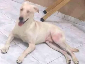 Cachorro raça Labrador misturado idade 2 a 6 meses nome Spike