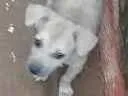 Cachorro raça  idade Abaixo de 2 meses nome Brisa