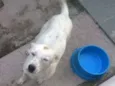 Lua