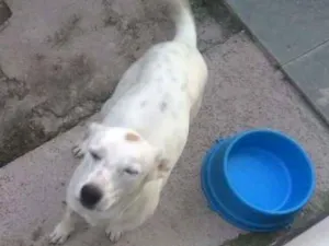 Cachorro raça Vira lata idade 1 ano nome Lua