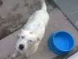 Lua