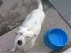 Cachorro raça Vira lata idade 1 ano nome Lua
