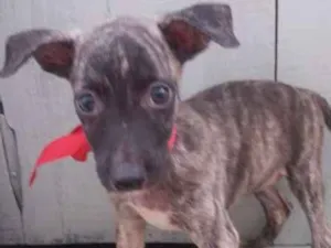 Cachorro raça  idade 2 a 6 meses nome Pretinha