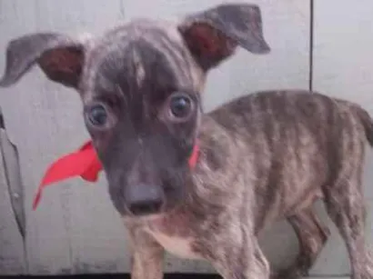 Cachorro raça  idade 2 a 6 meses nome Pretinha