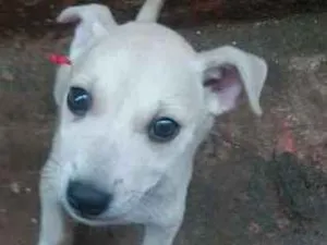 Cachorro raça  idade 2 a 6 meses nome Branquinha
