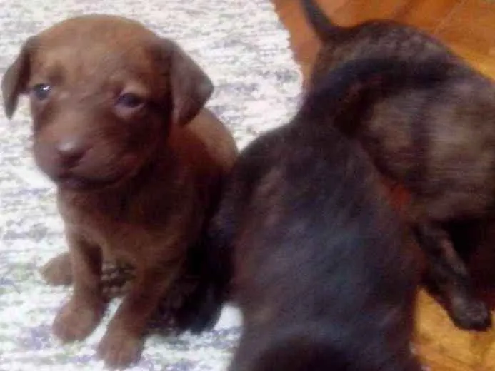 Cachorro ra a viralata idade Abaixo de 2 meses nome sem nome