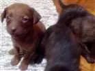 Cachorro raça viralata idade Abaixo de 2 meses nome sem nome
