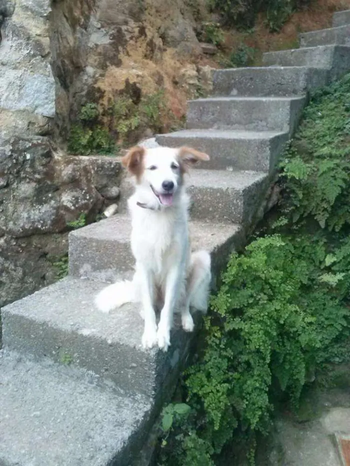 Cachorro ra a Vira Lata idade 6 ou mais anos nome Ralf