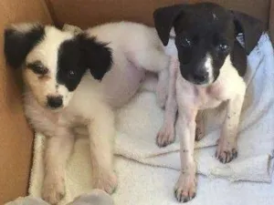 Cachorro raça  idade Abaixo de 2 meses nome Olivia e Nina