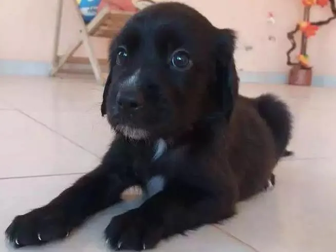 Cachorro raça Vira-lata idade Abaixo de 2 meses nome Não tem nomes