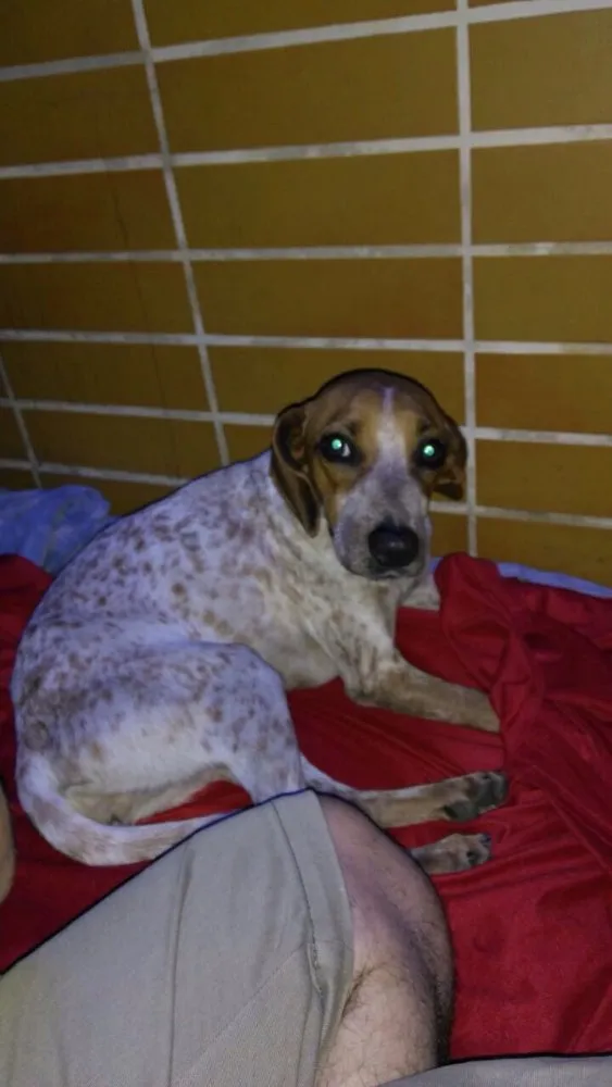 Cachorro ra a Vira lata  idade 2 anos nome Não tem nome 