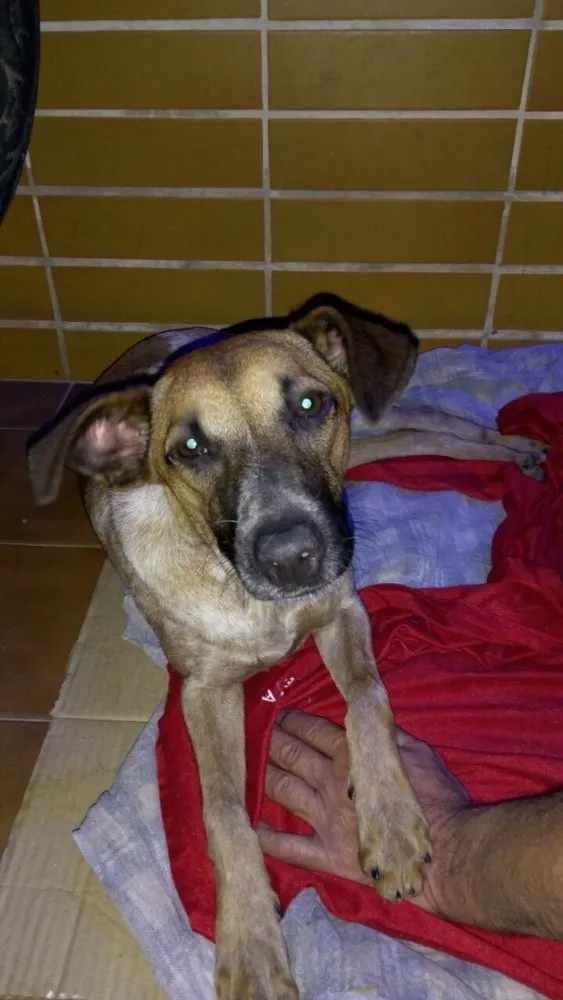 Cachorro ra a Vira lata  idade 2 anos nome Não tem nome 