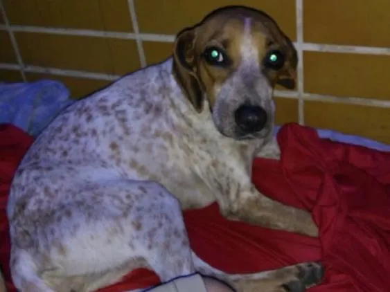Cachorro ra a Vira lata  idade 2 anos nome Não tem nome 