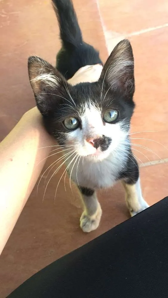 Gato ra a  idade  nome Não possui nome 