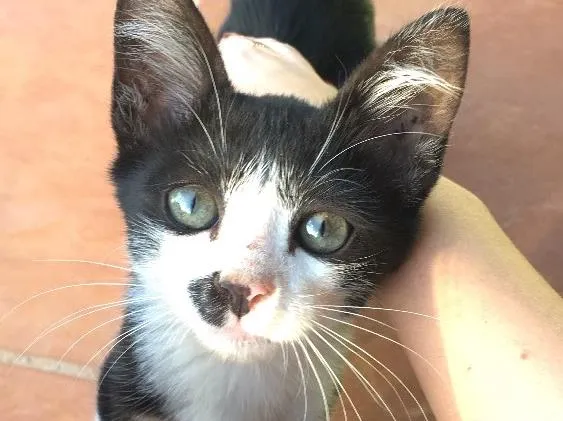 Gato ra a  idade  nome Não possui nome 