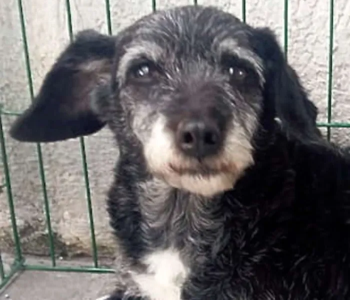 Cachorro ra a  idade 6 ou mais anos nome Sandy Pequena