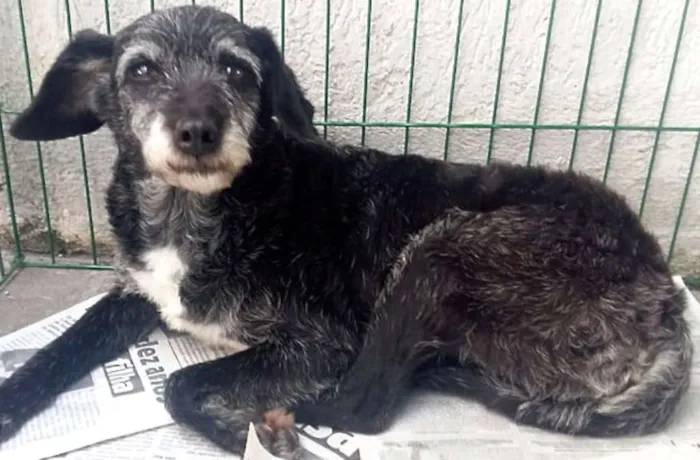 Cachorro ra a  idade 6 ou mais anos nome Sandy Pequena