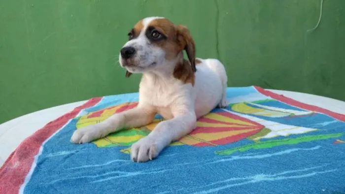 Cachorro ra a Mestiço idade 2 a 6 meses nome Teo