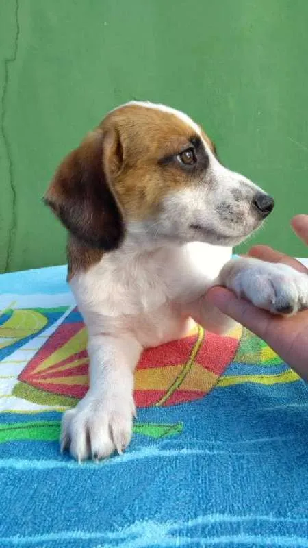 Cachorro ra a Mestiço idade 2 a 6 meses nome Teo