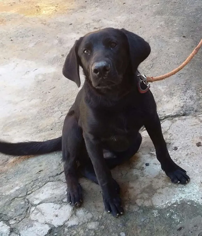 Cachorro ra a Labrador  idade 7 a 11 meses nome Negão 