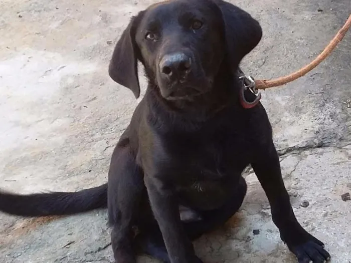 Cachorro ra a Labrador  idade 7 a 11 meses nome Negão 