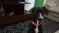 Suzi