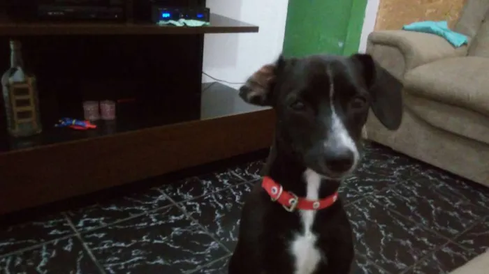 Cachorro ra a Pincher com viralata idade 7 a 11 meses nome Suzi