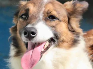 Gato raça  idade 3 anos nome Molly
