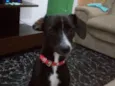 Suzi