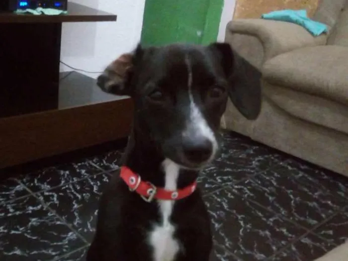 Cachorro ra a Pincher com viralata idade 7 a 11 meses nome Suzi