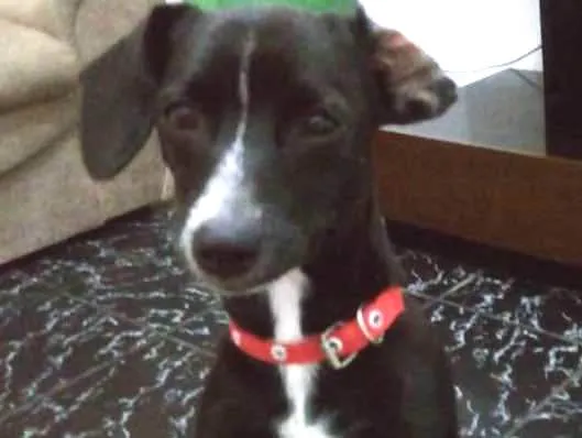 Cachorro ra a Pincher com viralata idade 7 a 11 meses nome Suzi