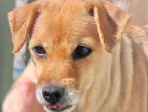 Cachorro raça  idade 6 ou mais anos nome Rita