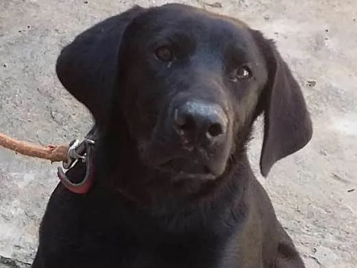 Cachorro ra a Labrador  idade 7 a 11 meses nome Negão 