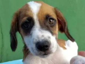 Cachorro raça Mestiço idade 2 a 6 meses nome Teo