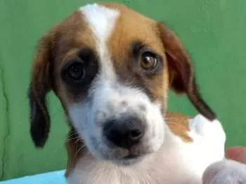 Cachorro ra a Mestiço idade 2 a 6 meses nome Teo