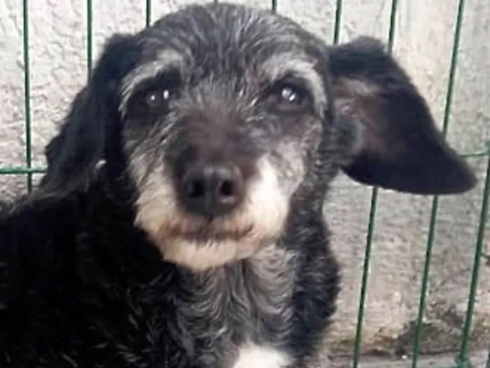 Cachorro ra a  idade 6 ou mais anos nome Sandy Pequena