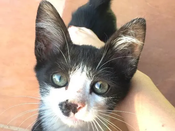 Gato ra a  idade  nome Não possui nome 