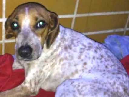 Cachorro ra a Vira lata  idade 2 anos nome Não tem nome 