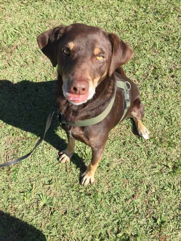 Cachorro ra a SRD idade 3 anos nome Chocolate