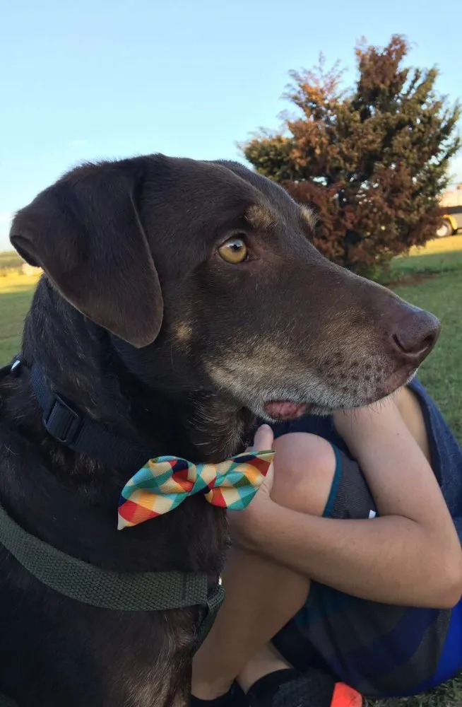 Cachorro ra a SRD idade 3 anos nome Chocolate