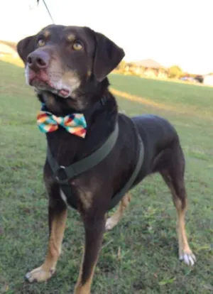 Cachorro raça SRD idade 3 anos nome Chocolate