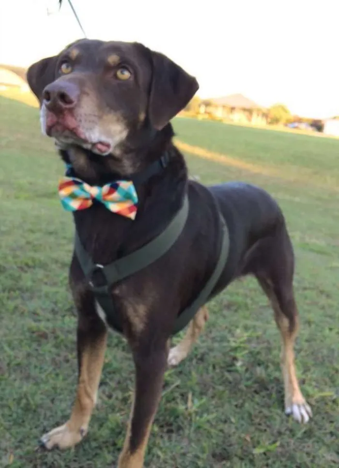 Cachorro ra a SRD idade 3 anos nome Chocolate
