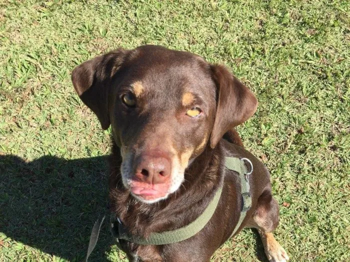 Cachorro ra a SRD idade 3 anos nome Chocolate