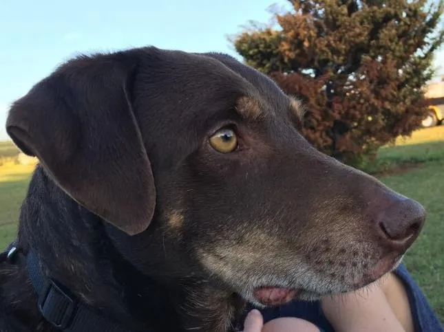 Cachorro ra a SRD idade 3 anos nome Chocolate