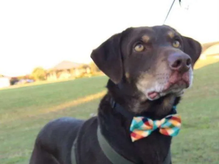 Cachorro ra a SRD idade 3 anos nome Chocolate