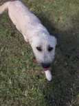 Filó