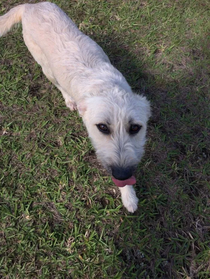 Cachorro ra a SRD idade 7 a 11 meses nome Filó