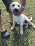 Filó