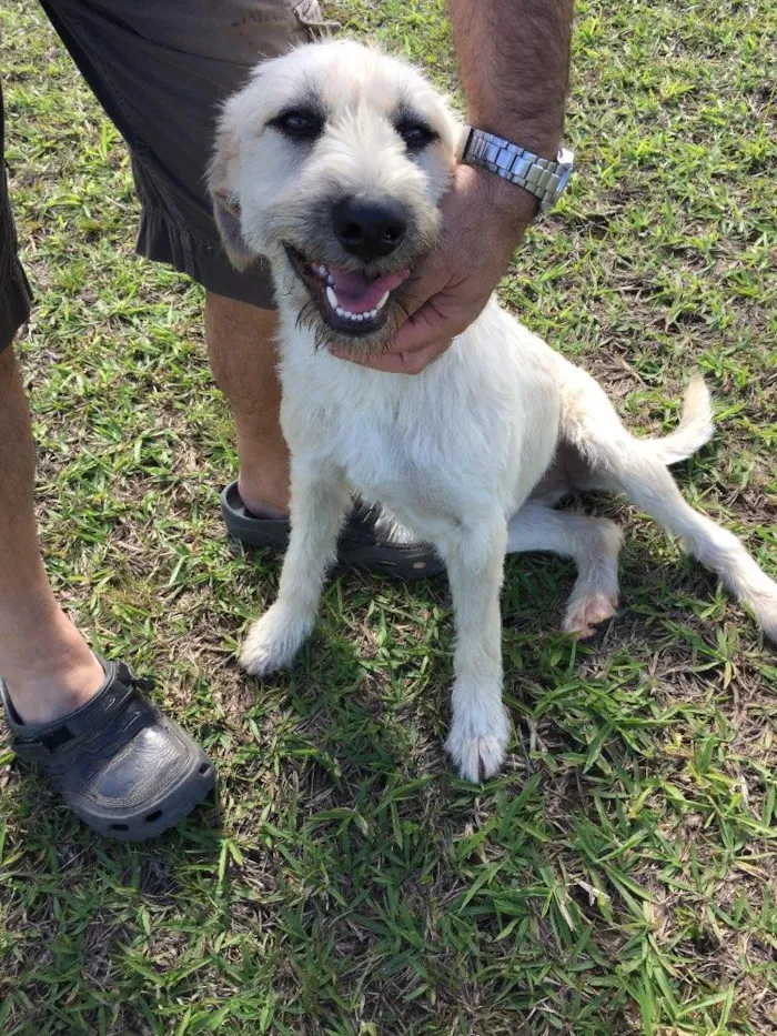 Cachorro ra a SRD idade 7 a 11 meses nome Filó